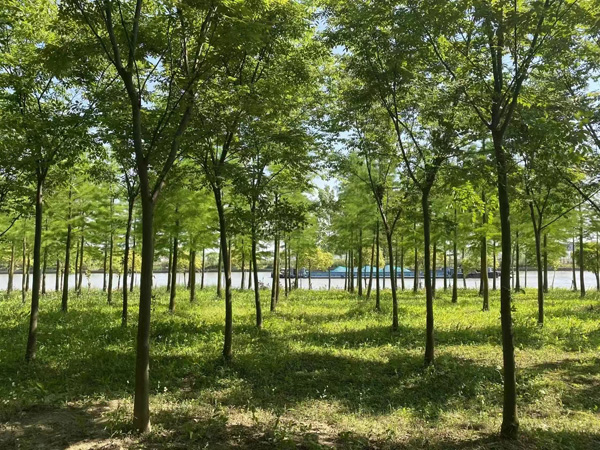 闵行区区长说：今年闵行要建成这些无界城市绿色空间……(图2)