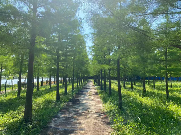 闵行区区长说：今年闵行要建成这些无界城市绿色空间……(图3)