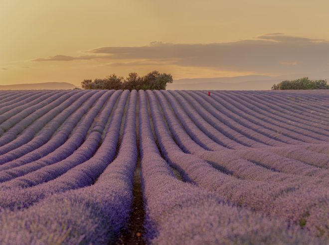 B·sport（中国体育）：跑道上的色彩之旅：从巴黎的紫到广州的红蓝(图10)