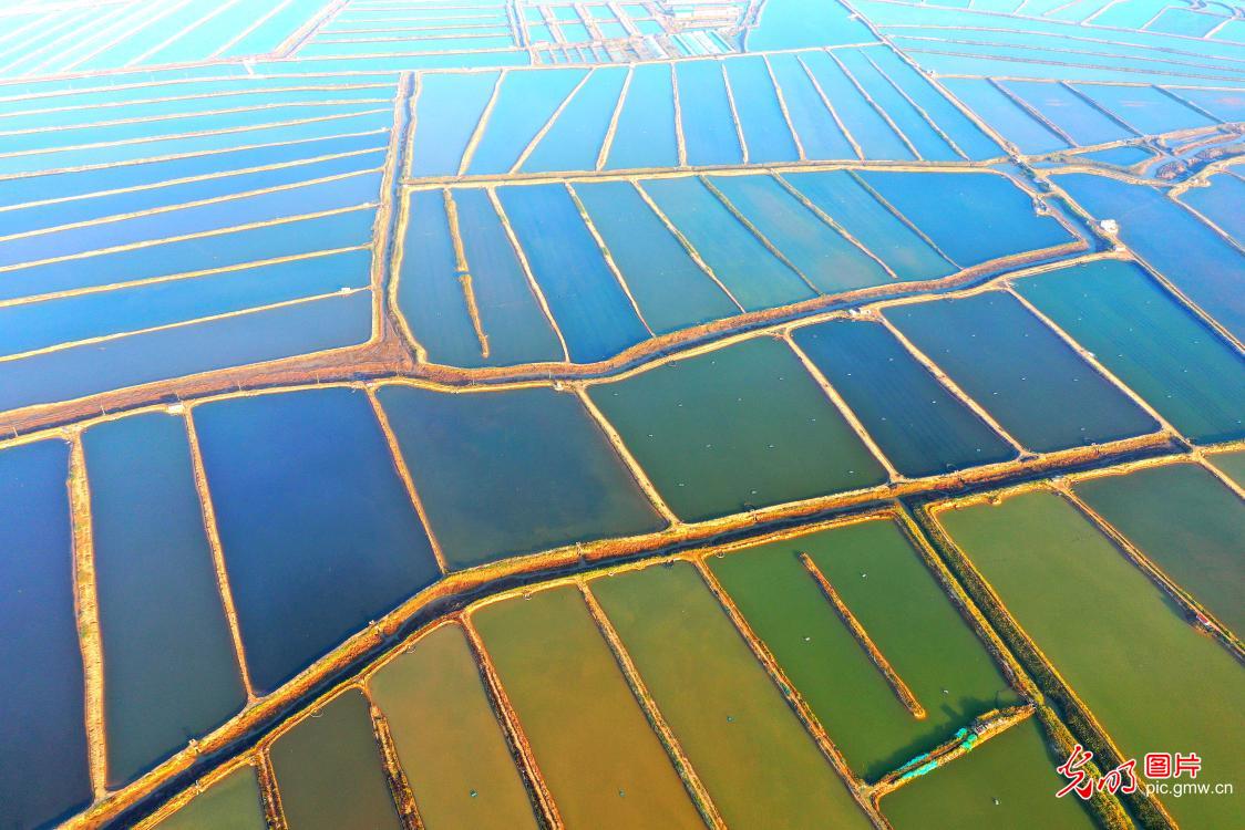 “海上田园”秋景如画(图1)