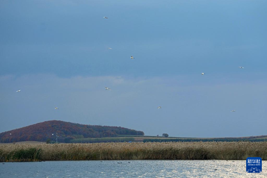 富锦湿地秋景如画(图1)