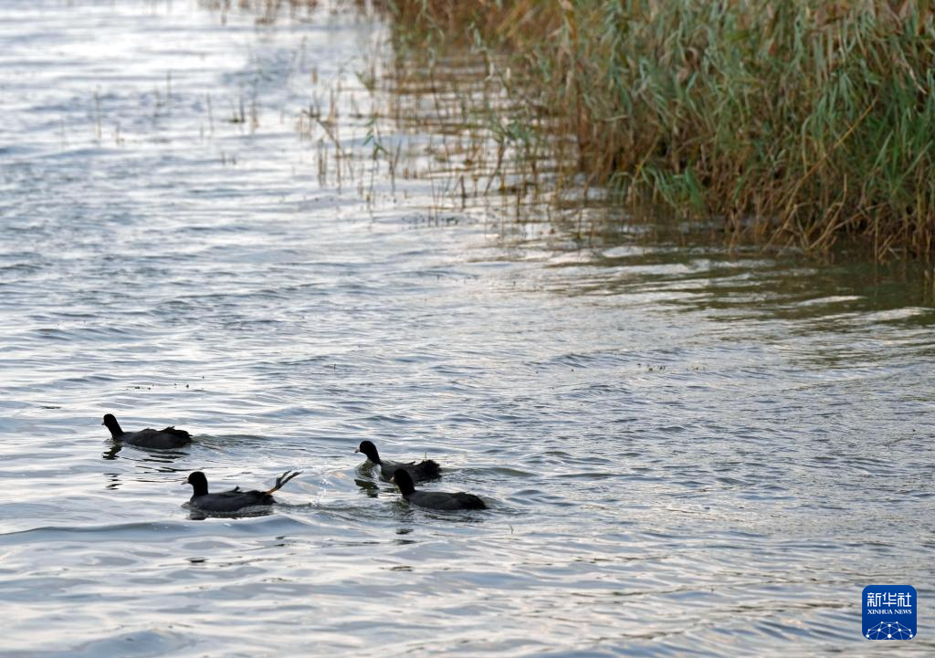富锦湿地秋景如画(图3)
