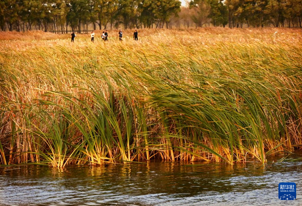 富锦湿地秋景如画(图5)