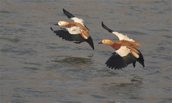 B体育：治河护绿齐发力宜居宜游展新貌——兰州以生态实效绘就山清水秀城美新图景(图4)