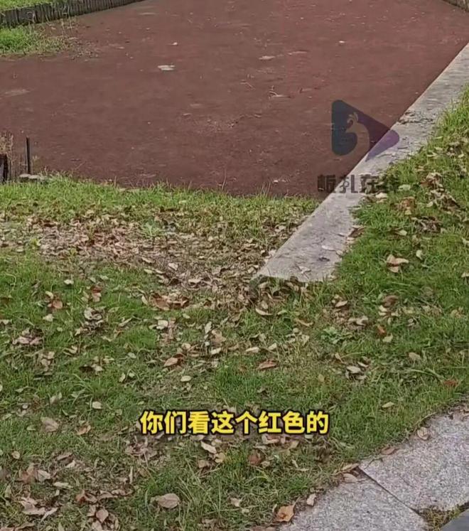 B体育：河道被大量不明物覆盖酷似塑胶跑道学校回应：河道已经拦起来了(图1)