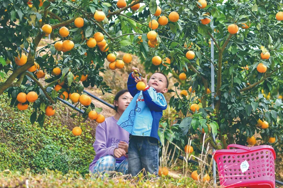 资源变资产产业聚合力德化书写乡村共富实践答卷(图5)