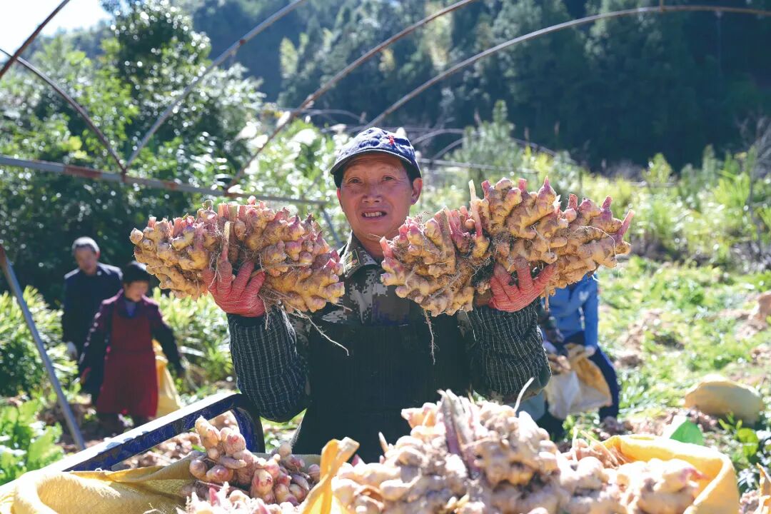资源变资产产业聚合力德化书写乡村共富实践答卷(图1)