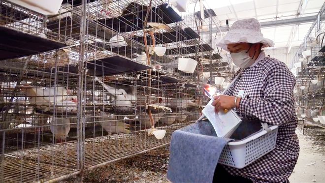 从传统农业到文旅特色：英德青塘镇产业升级带动超3000人就业(图1)