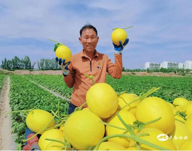 【非凡“十四五”奋进新民勤】沙乡绘就振兴卷沃野结出丰收果——民勤县“十四五”农业农村发展成就斐然(图2)