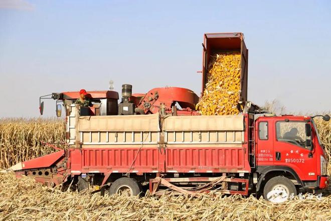 【非凡“十四五”奋进新民勤】沙乡绘就振兴卷沃野结出丰收果——民勤县“十四五”农业农村发展成就斐然(图1)