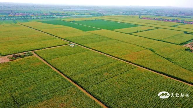 【非凡“十四五”奋进新民勤】沙乡绘就振兴卷沃野结出丰收果——民勤县“十四五”农业农村发展成就斐然(图3)