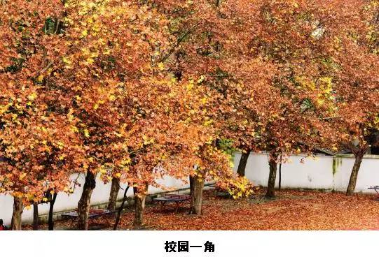 楚才作文放榜！这10所初中获奖最多！第2的最难猜……(图7)