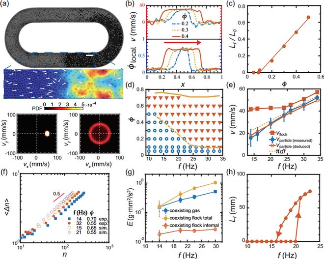 B体育：惯性活性物质中的集群相分离进展(图1)